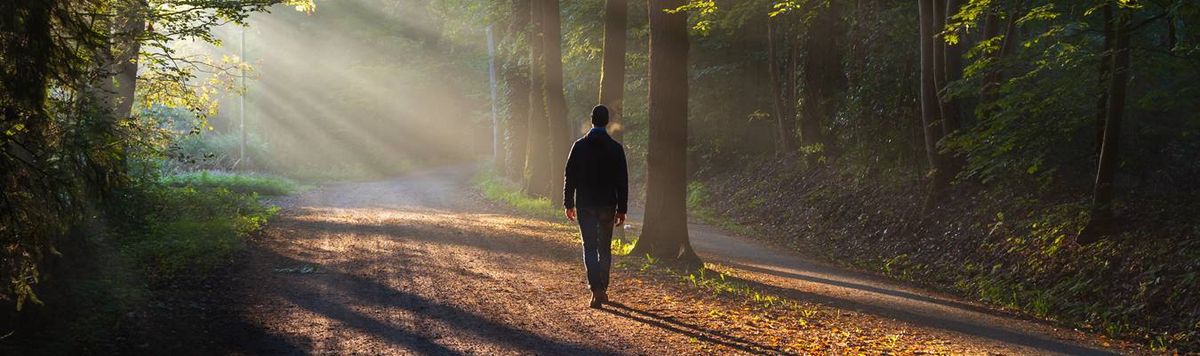Low sunlight raking through a forest path, one person walking quietly away from the camera