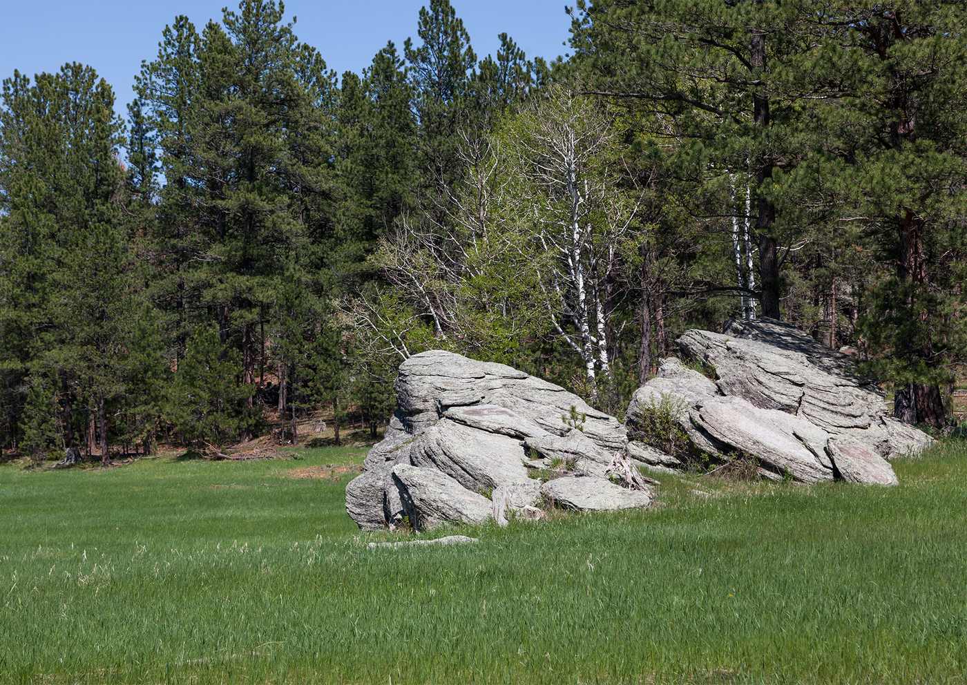 A forest clearing in the Black Hills with two paths running together