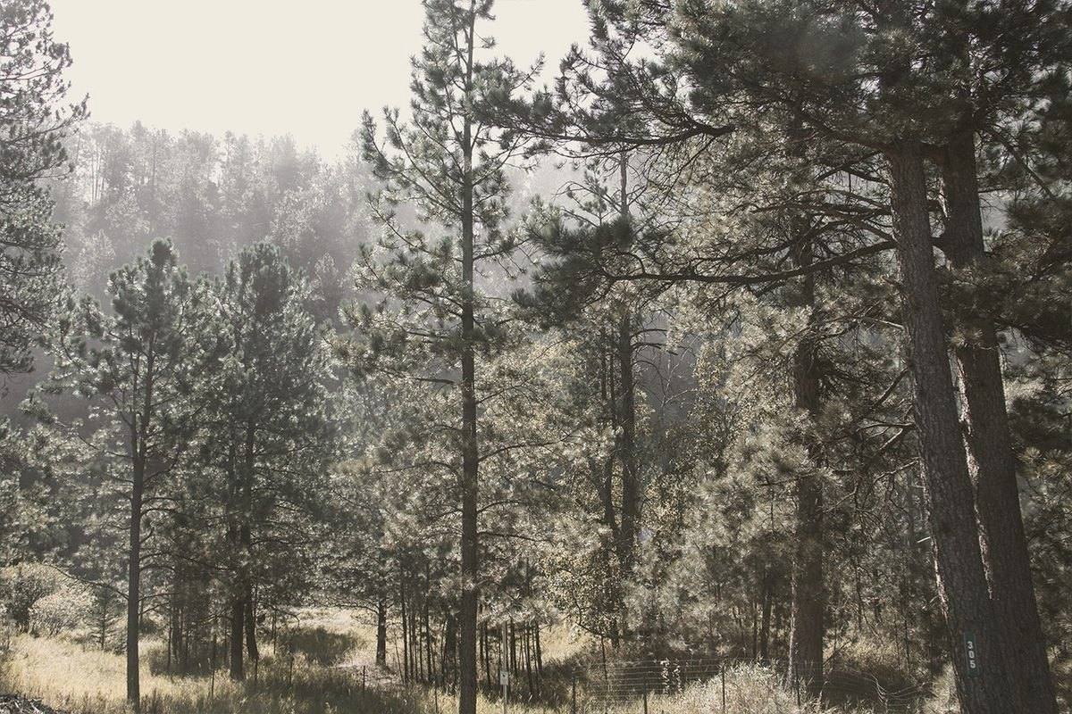 Ponderosa pines standing in morning mist in the Black Hills of South Dakota