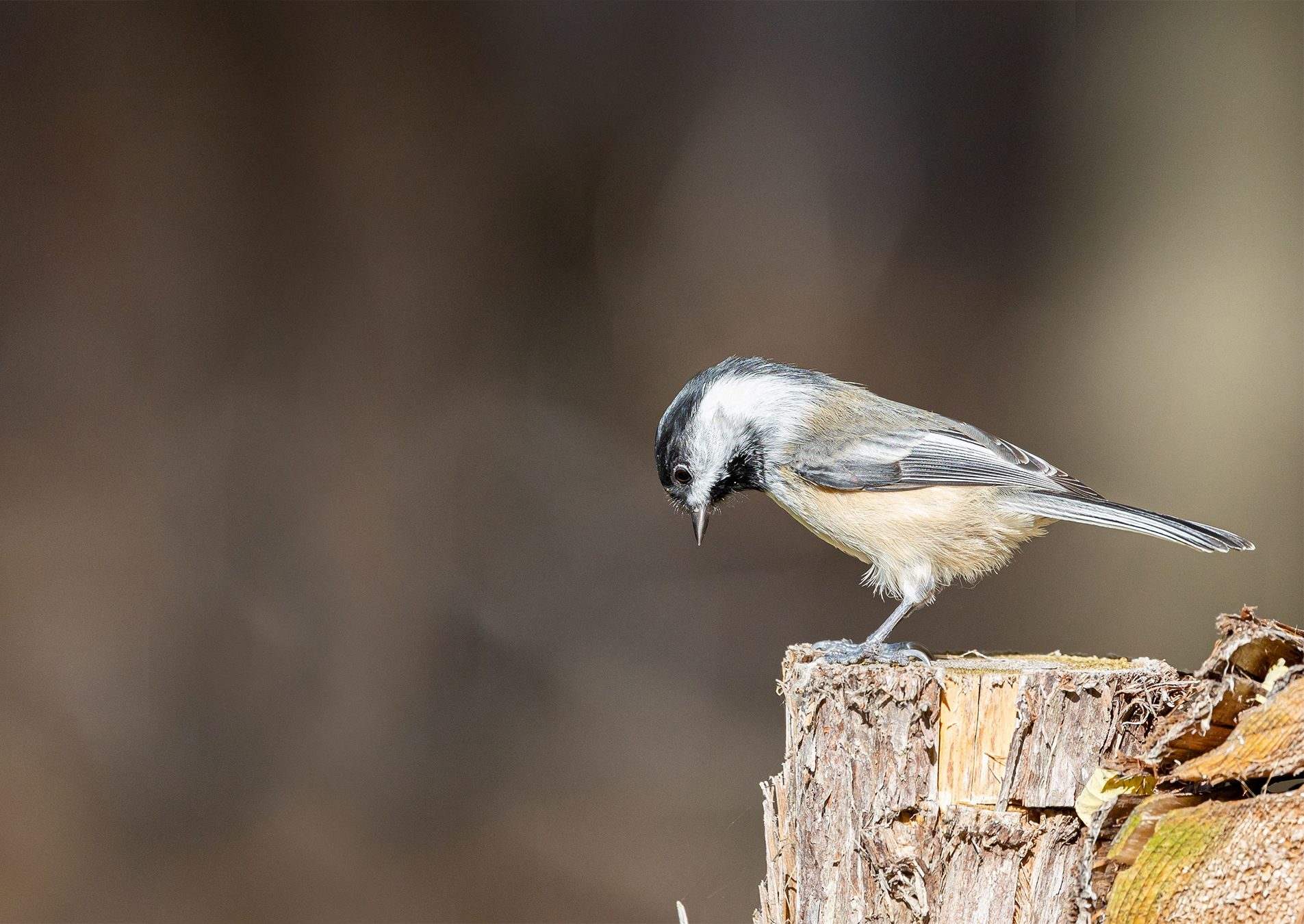 A chickadee perched on a weathered tree stump, head tilted down