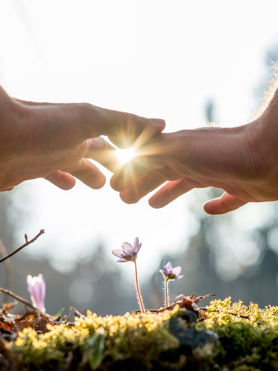Two hands reaching toward each other above spring flowers, with sunlight breaking through where the fingertips meet